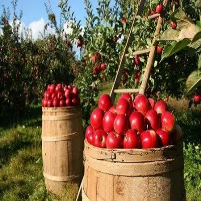 a group of apples in barrels