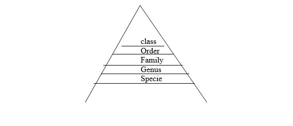 METHODS OF CLASSFICATION