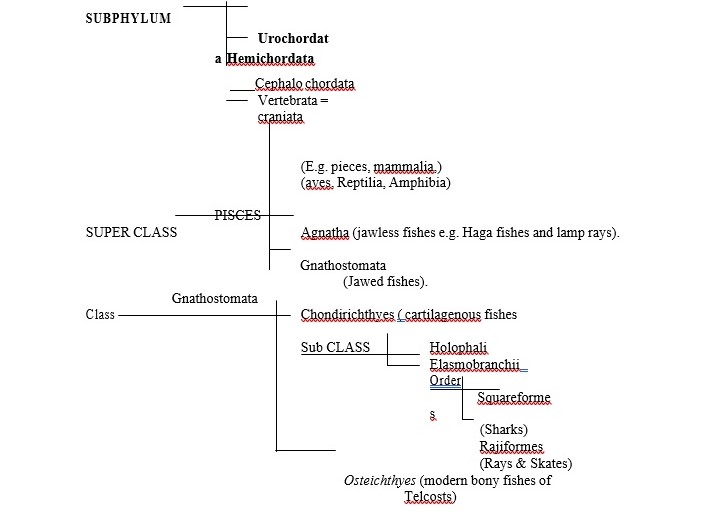 TAXONOMIC HIERACHY 2